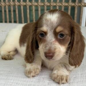 Long Hair Dachshund Puppies​ (Frida)