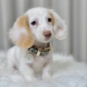 Dautson puppies(Tiffany)