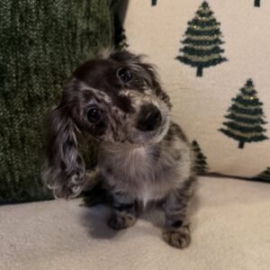 Long Hair Dachshund Puppy(Tamila)