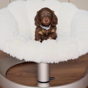 Long Hair Dachshund Puppies for sale(