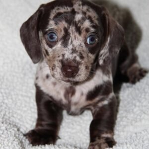 Long Hair Cream/Tan Dachshund(Darla)