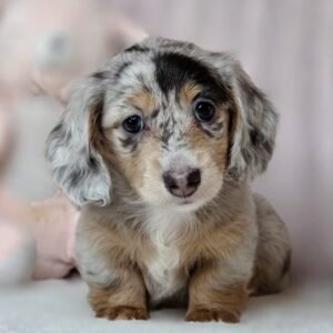 Long Hair Dautson Puppies(Hella)