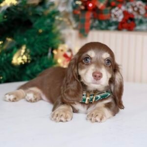 Long Hair Miniature Dachshund Puppies for sale​(Drevo)