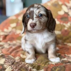 Long Hair Mini Dachshund Puppies​(Jina)