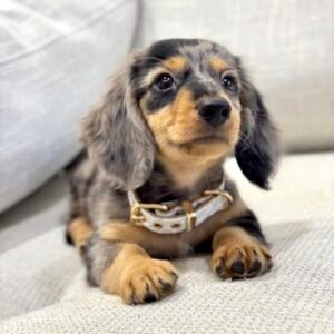 Long Hair Dachshund Puppies for sale​(Legend)