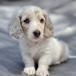 Long Hair Mini Dachshund Puppies for sale​(Tommy)