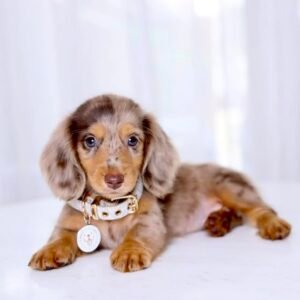 Dachshund Long hair Chocolate Dapple (Luna)