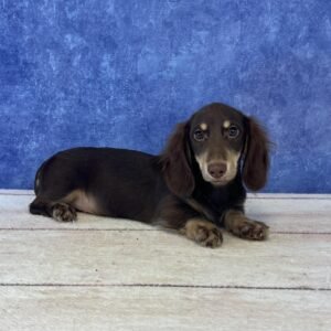 Long Hair Microchip 0069