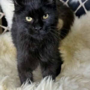 Amina-Female
