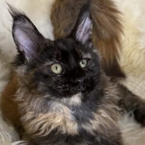 Afina-Female