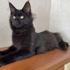 Bagira-Female