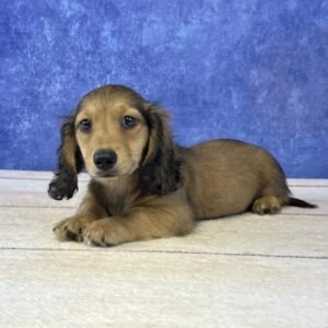 Long Hair Microchip 0118