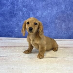 Long Hair Microchip 0120
