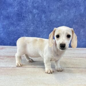 Short Hair Microchip 0071