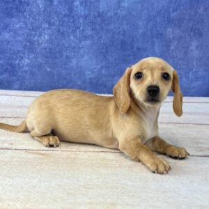 Short Hair Microchip 0073