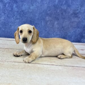 Short Hair Microchip 0074
