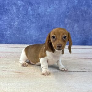 Short Hair Microchip 0080