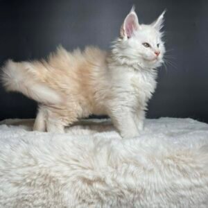 Caspian-Male