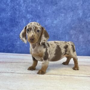 Short Hair Microchip 0114