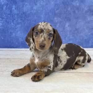 Short Hair Microchip 0115