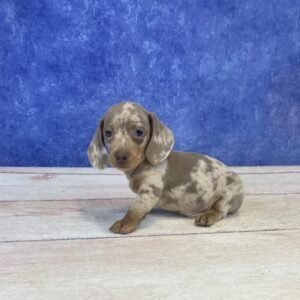 Short Hair Microchip 0010