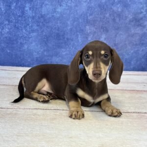 Short Hair Microchip 0065