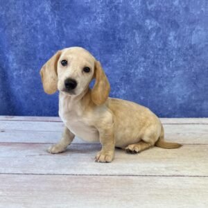 Short Hair Microchip 5703