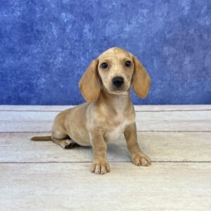 Short Hair Microchip 5716