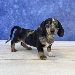 Short Hair Microchip 5717