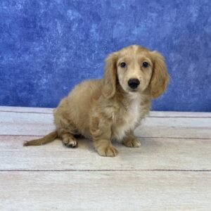 Long Hair Microchip 5719