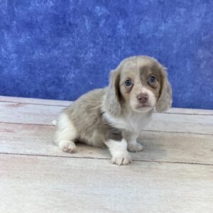Long Hair Microchip 5764