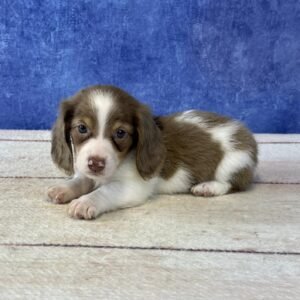 Long Hair Microchip 5765