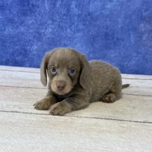 Long Hair Microchip 5767