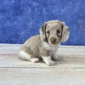 Long Hair Microchip 5768