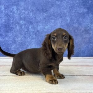 Long Hair Microchip 0076