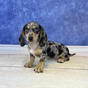 Short Hair Microchip 0005