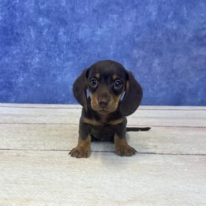 Short Hair Microchip 0012